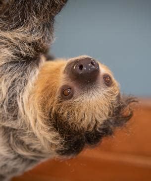 Image result for Linne's Two-Toed Sloth