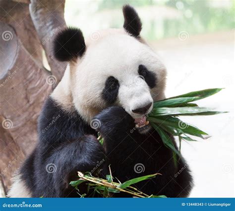 Giant panda eating bamboo stock image. Image of wolong - 13448343