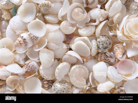 Image result for Small Shells