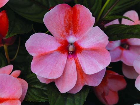 Impatiens New Guinea Florific™ Sweet Orange F1