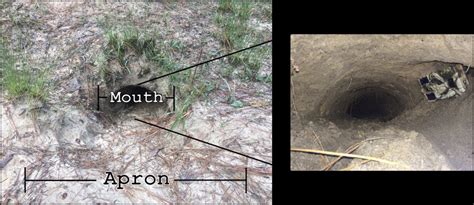 Image result for Using Camera to Explore Gopher Tortoise Burrow