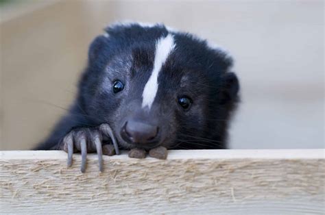 How Long Do Skunks Live (And How Early Can They Spray)? - A-Z Animals