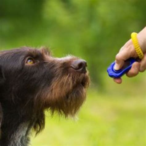 Pet Insurance Cover and Quotes | Everypaw
