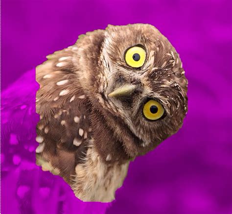 Image result for Remove Background PowerPoint