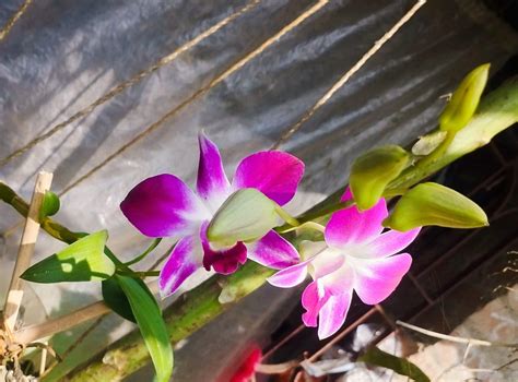 COZY SHOP Orchid plants | live flowers indoor Plant | Raer Orchid ...
