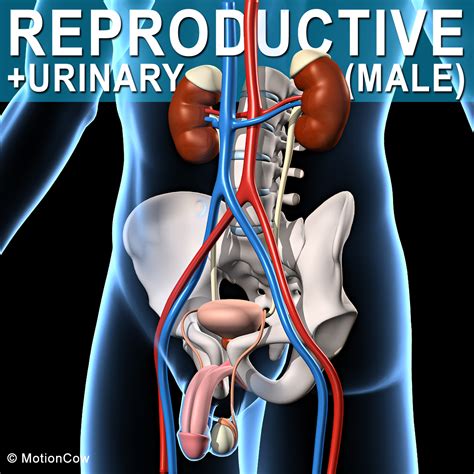 Male Reproductive and Urinary System 3D Model $89 - .max .ma .c4d .blend .obj .fbx .3ds - Free3D