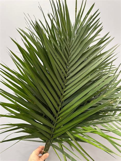 XL Fresh (15ct) Commodor Palm Fronds// Palm Leaf // Palm Sunday ...