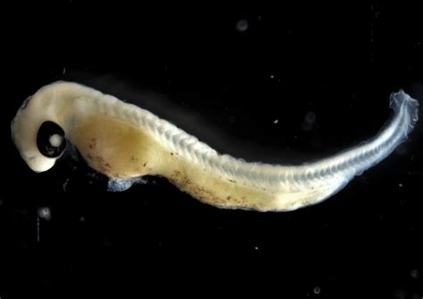 Larval fish caught in ichthyoplankton tow | FWS.gov