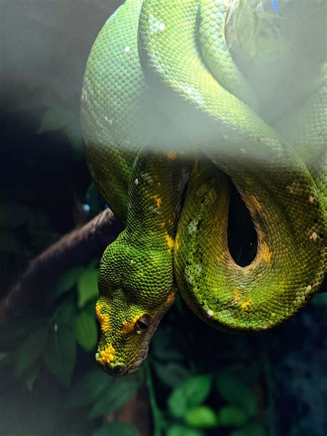 Image result for Green Tree Python Wallpaper
