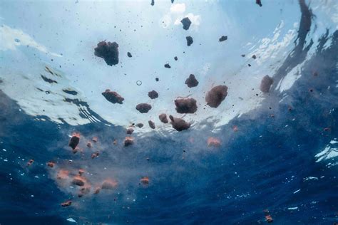 Blue Whale Poop Size Whale Poop: Saviour Of Our Marine Ecosystem | By