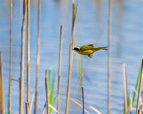 Common Yellowthroat | FWS.gov