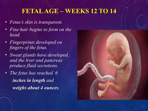 Image result for Third Week Development of Embryo