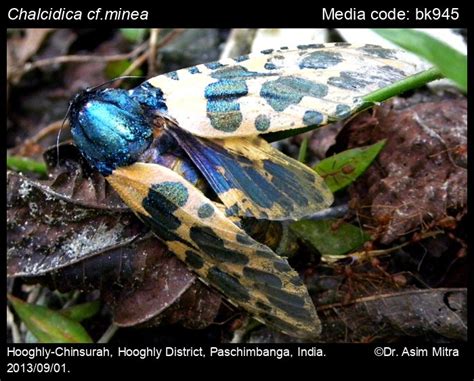 Chalcidica minea (Cramer, 1779) - | Moths