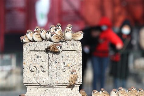China decided to exterminate sparrows and millions of people died