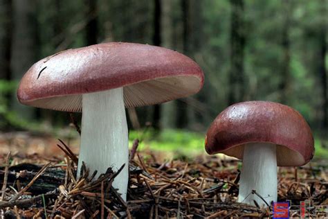 蘑菇菌类的自然笔记 – 笔记自然 自然笔记