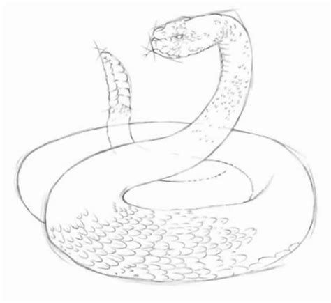 How To Draw A Rattlesnake. Step-By-Step Drawing Tutorial. - Free ...