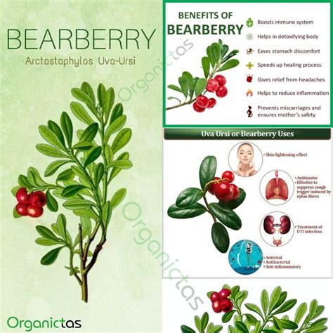 Liver Detox Tea Organic Bearberry Leaf Tea (Uva Ursi) – 100g Herbal ...