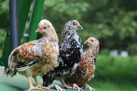 Swedish Flower Hen – The Pasture Farms