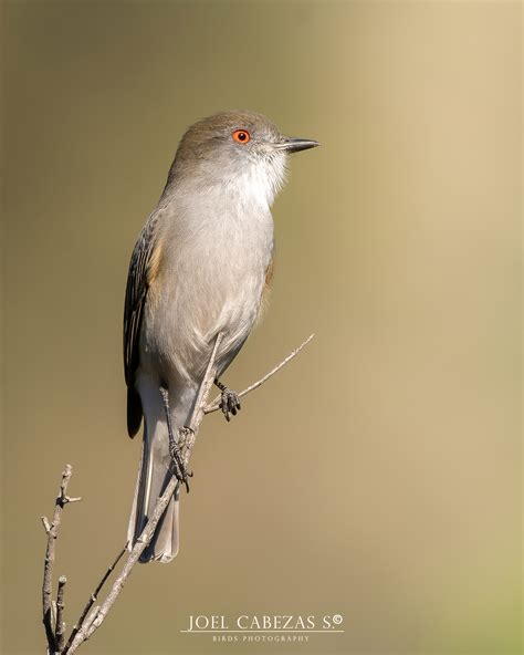 Noche de brujas: Aves en la mitología oscura de Latinoamérica, una ...