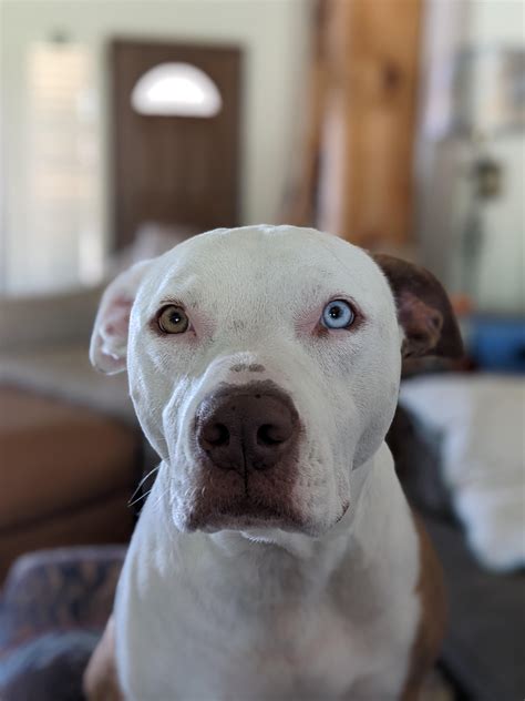 Baby White Pitbull With Blue Eyes
