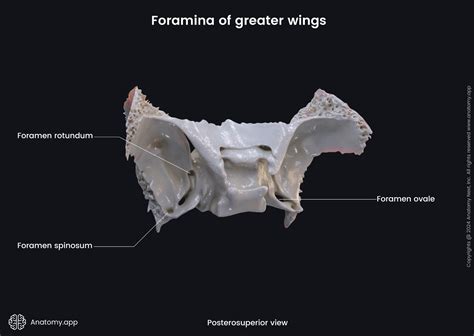 Sphenoid bone | Encyclopedia | Anatomy.app | Learn anatomy | 3D models, articles, and quizzes