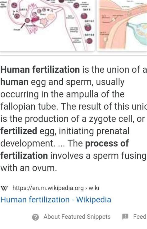 Describe the process of fertilisation in human beings. - Brainly.in