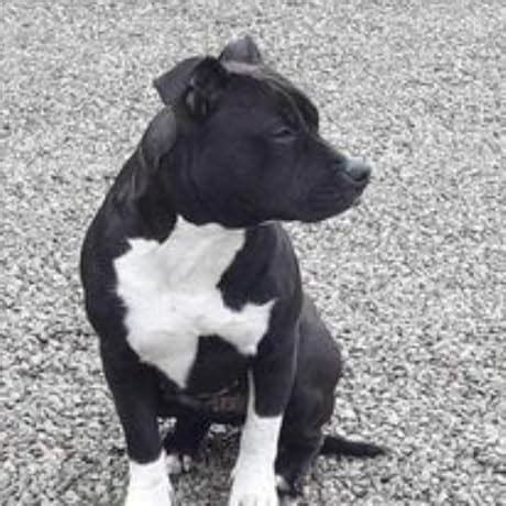 Numark NS4FX Professional 4-Deck DJ Mixer Controller With USB ...