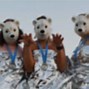 Image result for Polar Bears and Cub in Zoos
