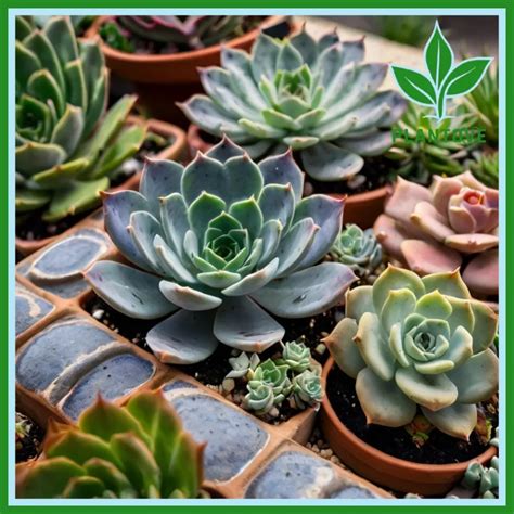 Succulent Plants: Everything You Need to Know - Plantove.com