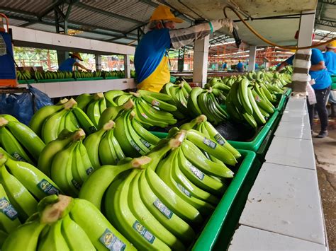 Ecuadorian banana exporters are betting on a comeback for 2023