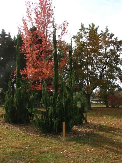 Callitropsis nootkatensis 'Moon Shot' - Moon Shot Nootka cypress, Moon ...