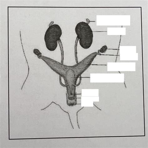 Image result for Female Reproductive System System