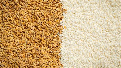 How To Consume White Rice In A Healthy Way? | OnlyMyHealth