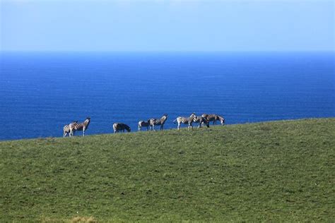 GWEGWE BEACH LODGE AT MKAMBATI NATURE RESERVE - Lodge Reviews & Photos ...
