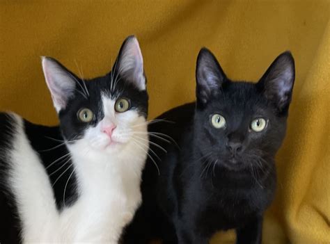 Buttercup & Westley are adopted! | Happy Cats Haven