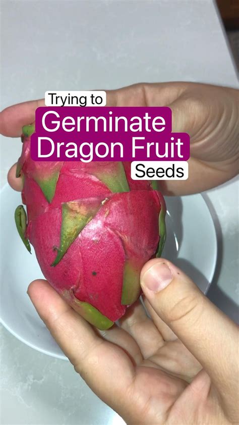 Dragon fruit seed germination growing dragon fruit from seed – Artofit