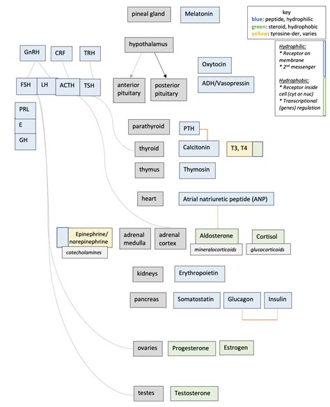 Image result for Endocrine System Flow Chart