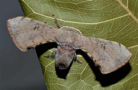 Insect Pests