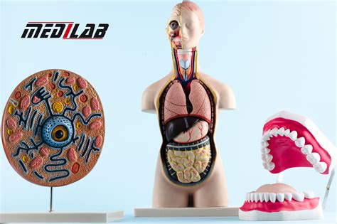 Biology Science Model 的图像结果