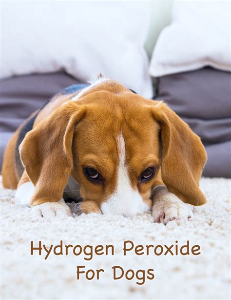 Does Hydrogen Peroxide Kill Yeast In Dogs