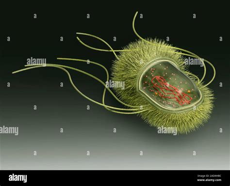 E. coli bacterium. Illustration of the inner structure of a typical prokaryote cell, in this ...