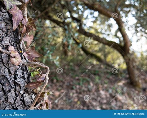 Image result for Tree Pictures Entangled