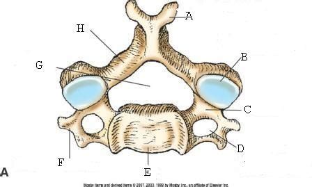 Image result for Vertebrae Alignment
