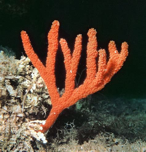 Sponges Animals