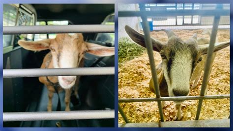 Goats on the run in Gainesville are chasing people, police searching ...