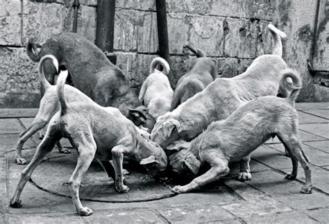 Kind Paws: Caring for Delhi-NCR's Stray Animals | Kind Paws