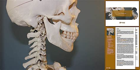 Functions of the Skeleton KS3 Lesson | Biology | Beyond