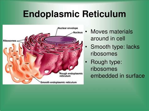 Cell Structure and Function 的图像结果
