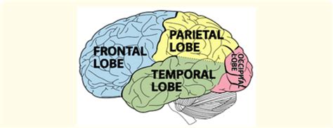 Image result for Prefrontal Cortex Location