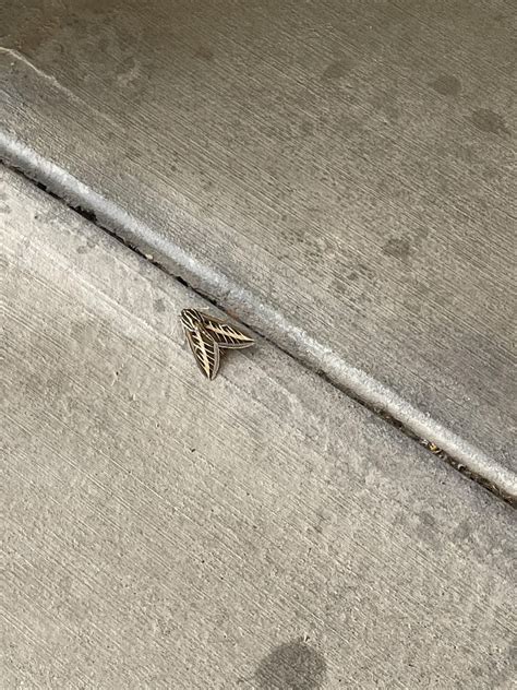 Image result for Moth Identifier